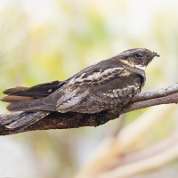 White-throated Nightjar